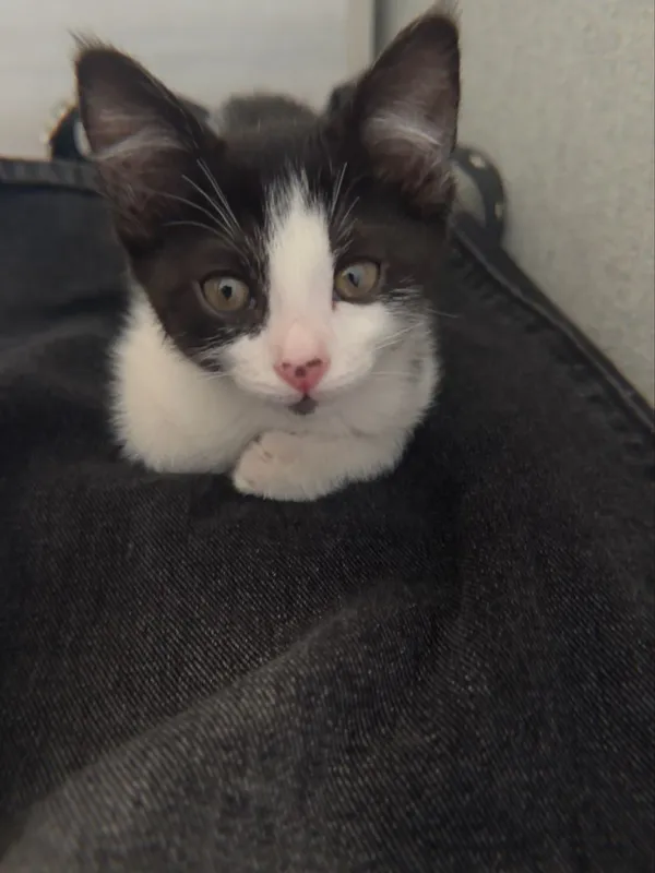 Кошка бесплатно — фото 1