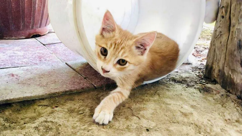 Котик мальчик 3 месяца 1 Котик мальчик 3 месяца 1