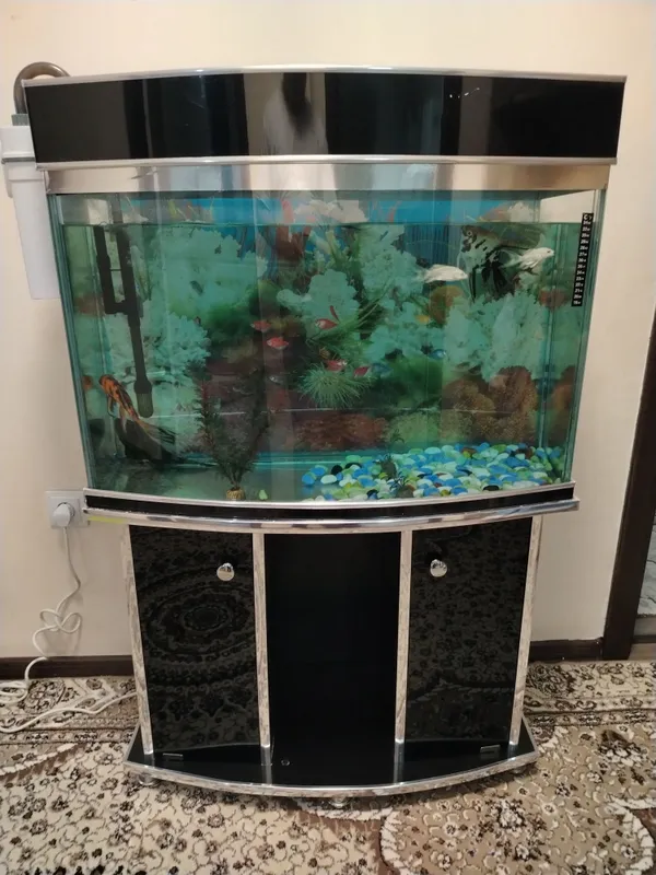 100 litrlik akvarium sotiladi ichida 21 dona balig'i bilan 2