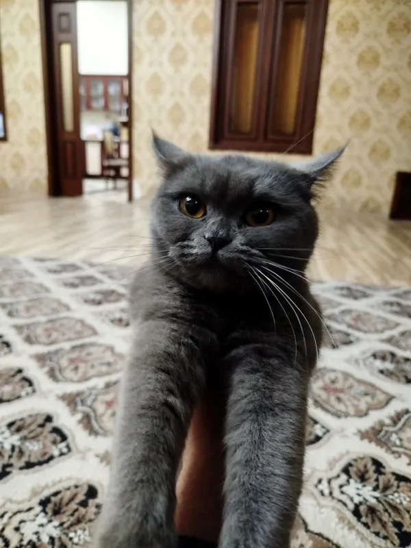 britanskiy 8 oyli
