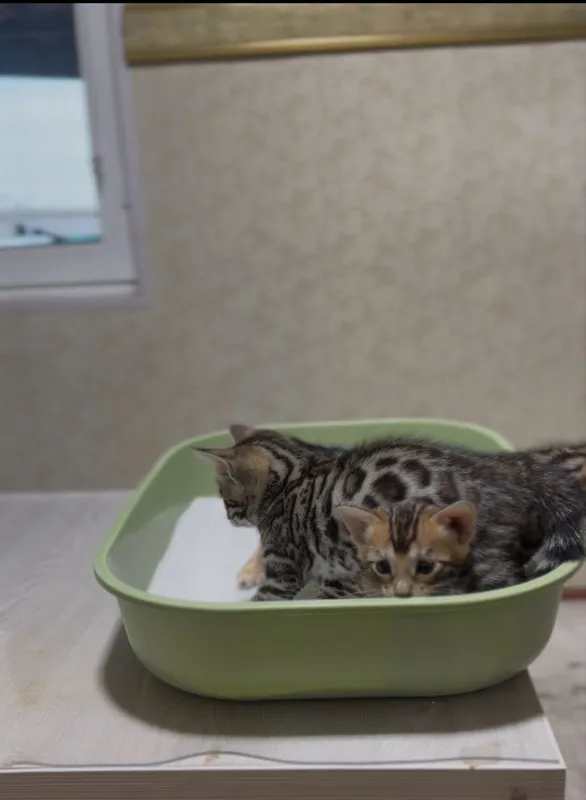 Бенгалские котята Бенгалские котята