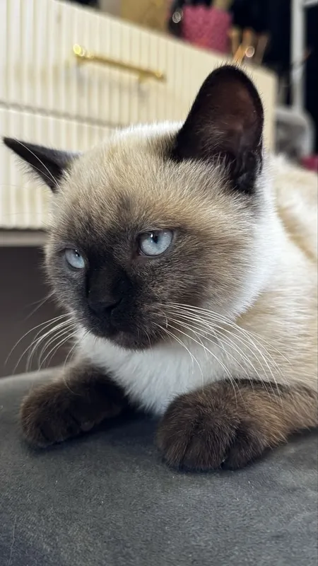 Чистокровная Сиамская кошка 2 Чистокровная Сиамская кошка 2