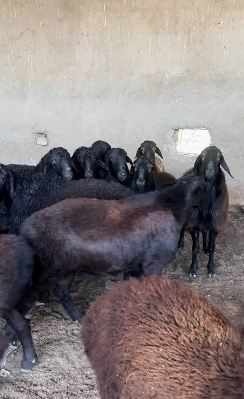 Hisori qo'ylar... 1 Hisori qo'ylar... 1