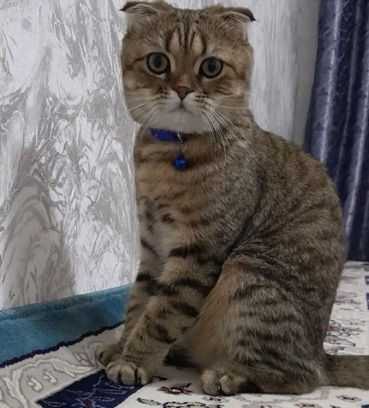 Scottish Fold erkak mushuk sotiladi 3