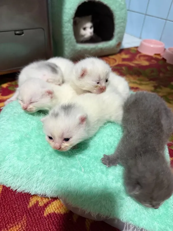 Продается кошечка и 5 котята , цена за всех — фото 4