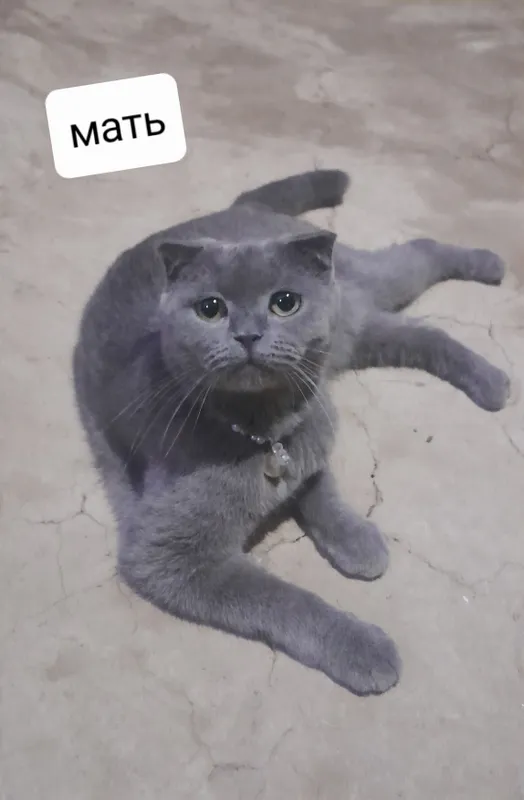 продаётся котёнки 6 продаётся котёнки 6