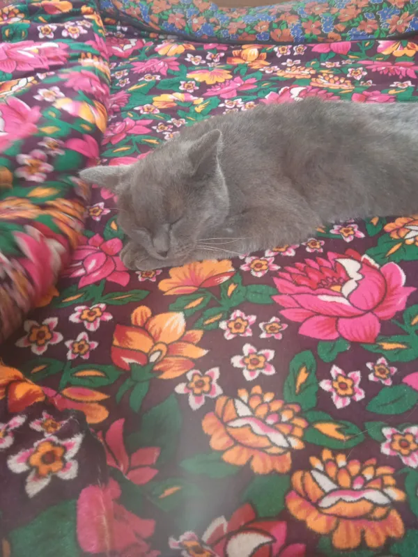 Не знаю, котёнок девочка или мальчик, вы сами...