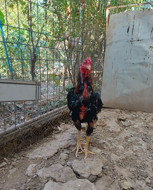 Dakan xoroz 19 oylik 7