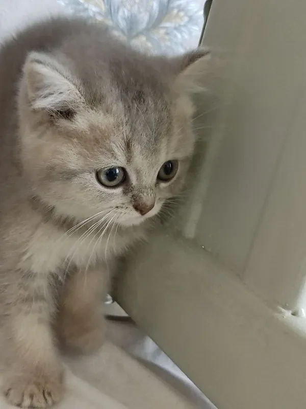 Продам Пепельной шеншила — фото 2