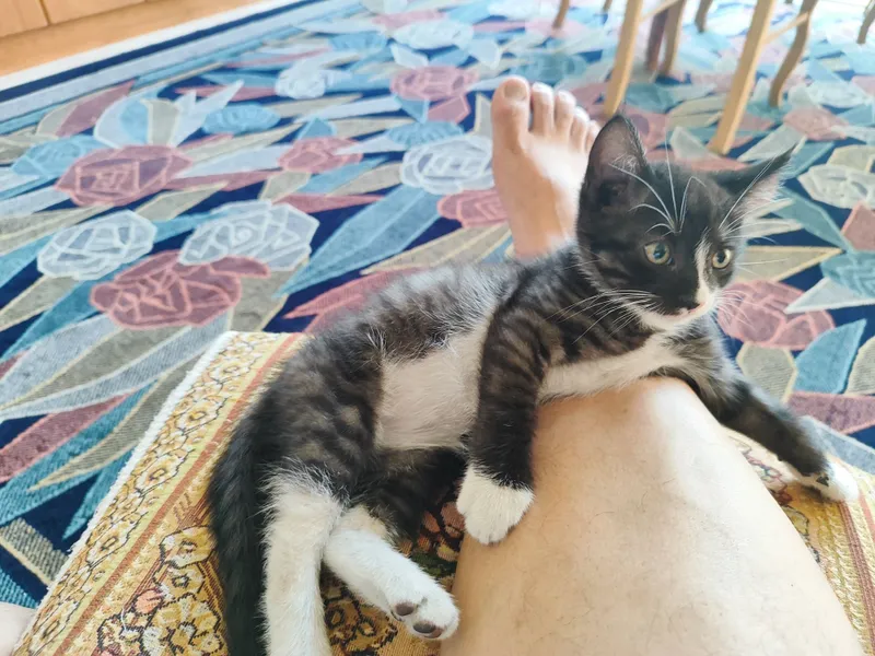 Отдам в хорошие руки. Котёнок мальчик 2 месяца — фото 3