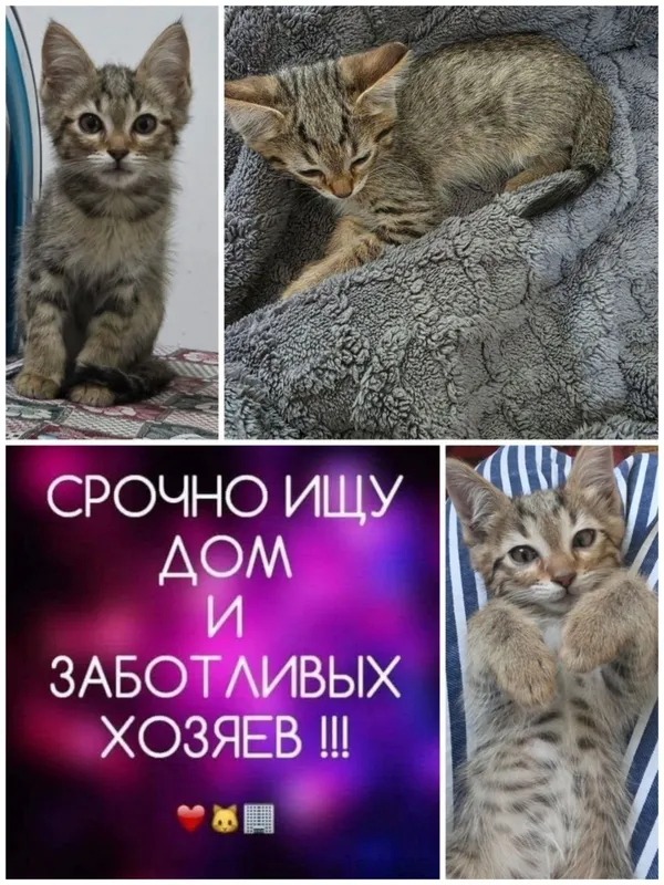 Котенок в хорошие ручки