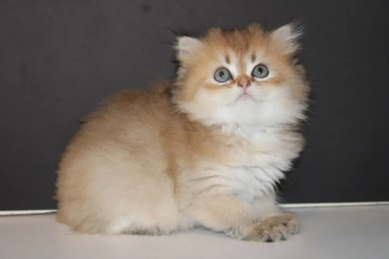 Золотая Шиншилла — фото 2