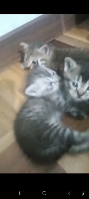 Котята в добрые руки — фото 5