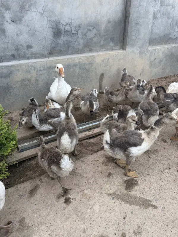 G’ozlar sotiladi 8 G’ozlar sotiladi 8