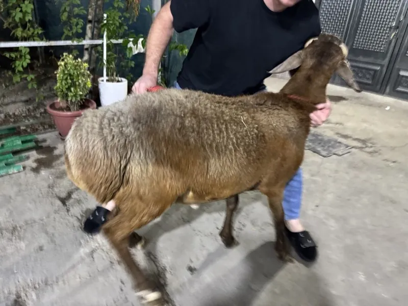Arashan qoylar sotiladi 1 Arashan qoylar sotiladi 1