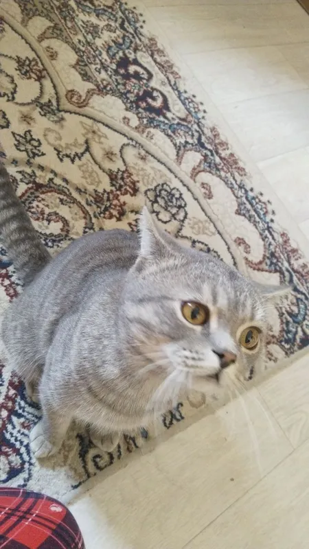 кот по кличке Чарли добрый котик к людям 2 кот по кличке Чарли добрый котик к людям 2