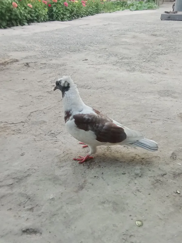 kabutar 1 kabutar 1