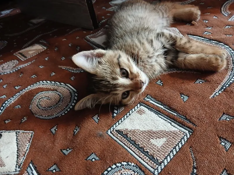 Mehrli qullar uchun mushukcha 2 Mehrli qullar uchun mushukcha 2
