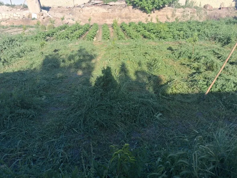 o't o'rish xizmati ут уриш хизмати