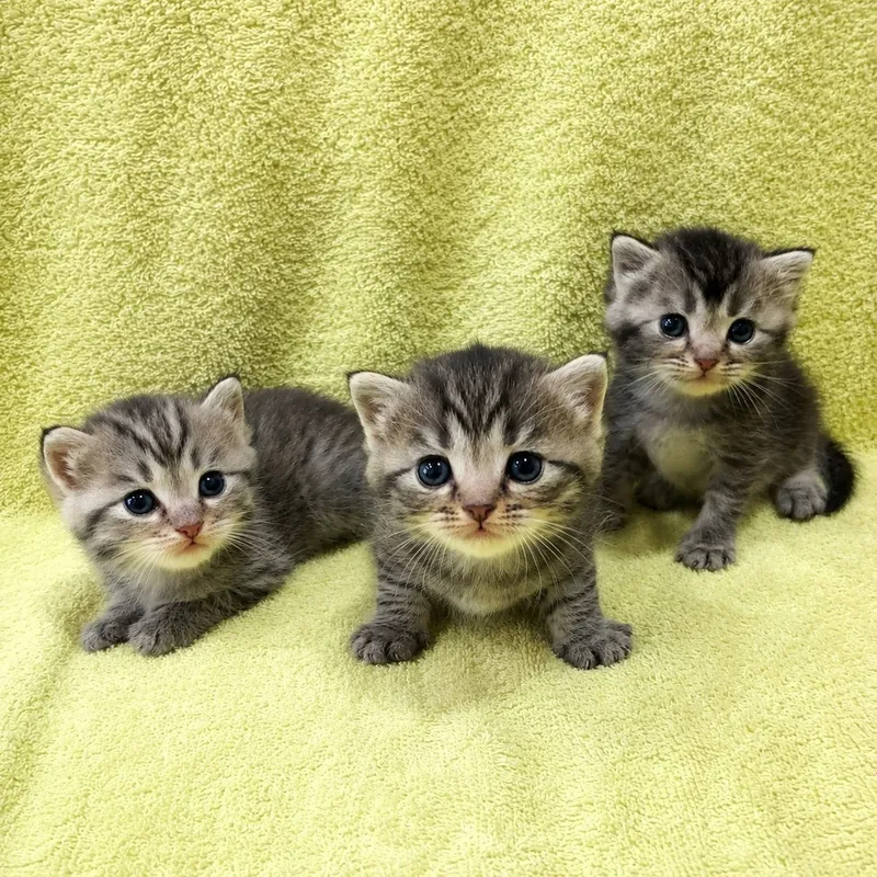 Очаровательные котята в добрые руки,скотишстрайт. 1 Очаровательные котята в добрые руки,скотишстрайт. 1