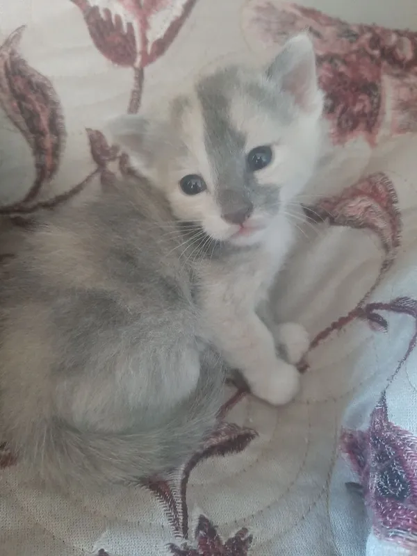 Отдам котят даром