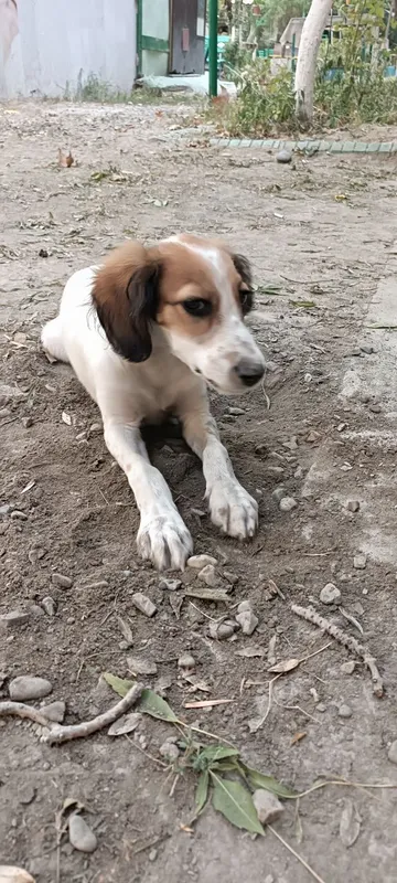 Spaniel kuchugi uy izlamoqda 2 Spaniel kuchugi uy izlamoqda 2