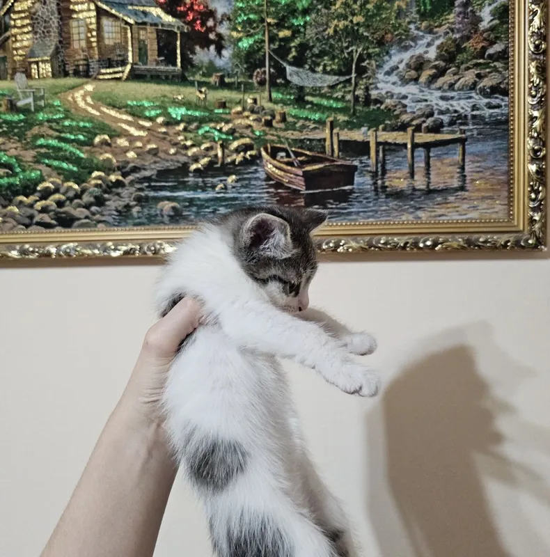 Отдам котят 1,5 месяцев — фото 3