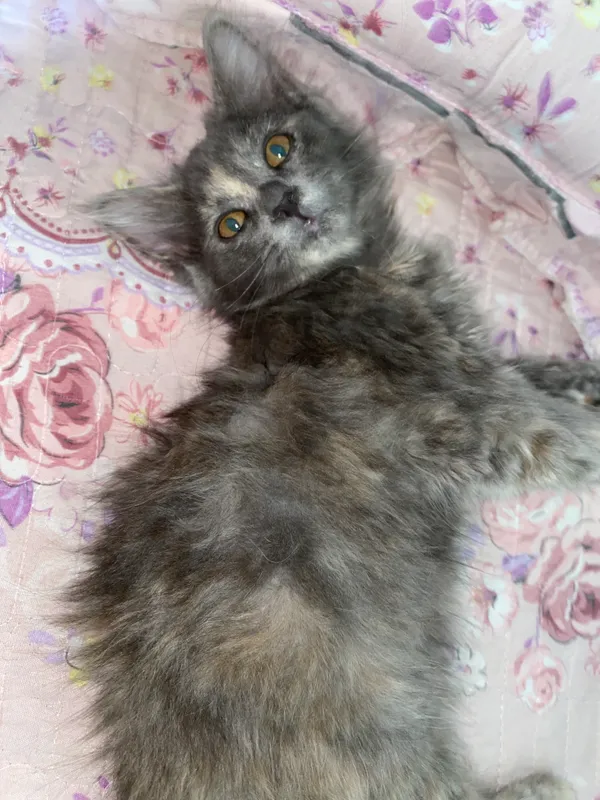 Parodalik mushuk