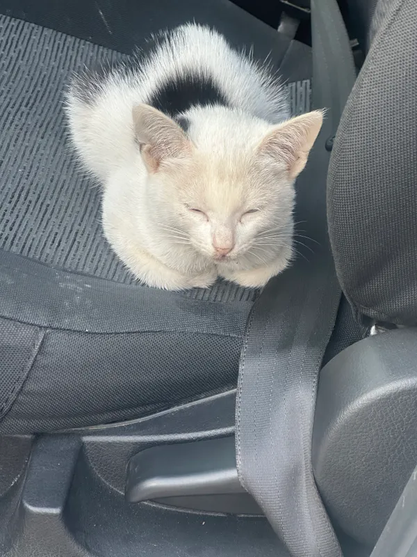 Котёнок 1 Котёнок 1