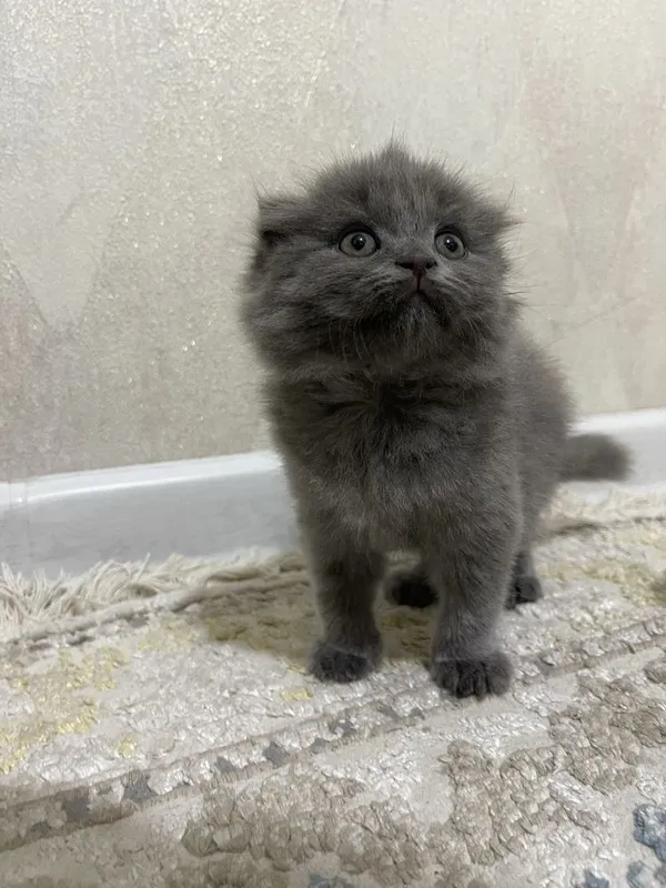 Шотландская вислоухая кошка — фото 2