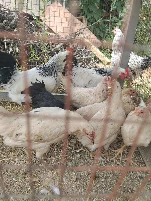 Loman sendi tovula va horozla sotiladi — фото 5