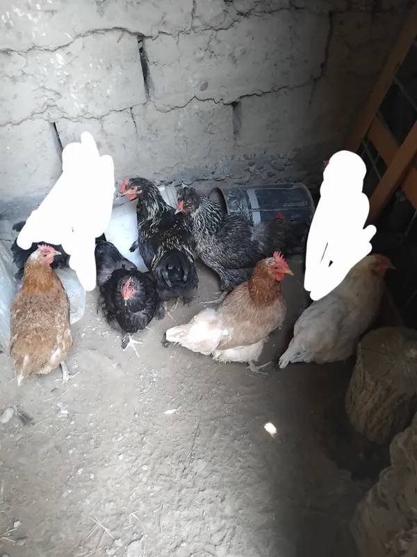 Jaydari tovuq 4 Jaydari tovuq 4