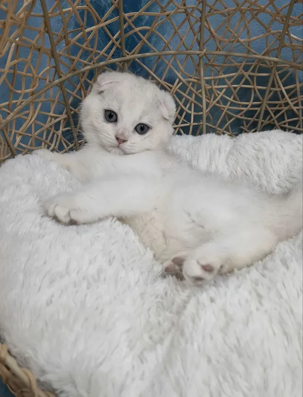 Котенок скоттиш фолд серебристая шиншилла 1 Котенок скоттиш фолд серебристая шиншилла 1
