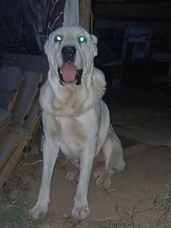 It sotiladi zoti Alabay
