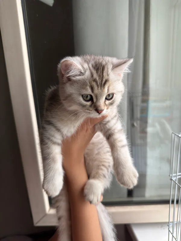 серебристая шиншилла