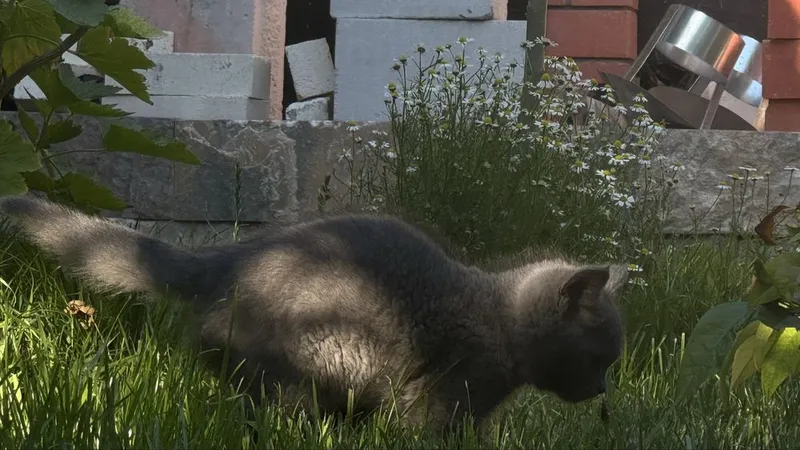 Котята 3 месяцев — фото 2