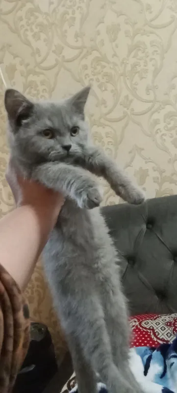 Кошка 2 Кошка 2