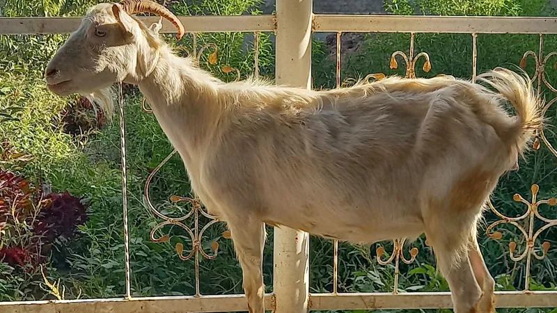 Bugoz zanin ecki sotiladi 3