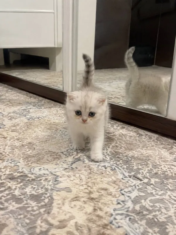 Scottish fold 1 Scottish fold 1