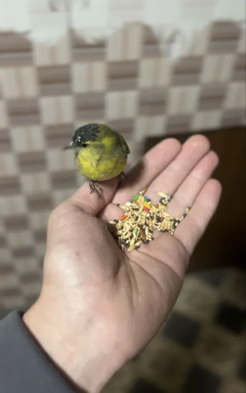 Chijik sotiladi yuvosh qush sayroqa kirgan zapisi bor tg dan yosela — фото 2 Chijik sotiladi yuvosh qush sayroqa kirgan zapisi bor tg dan yosela — фото 2