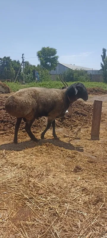 Qurbonlika Qoʻchqor sotiladi