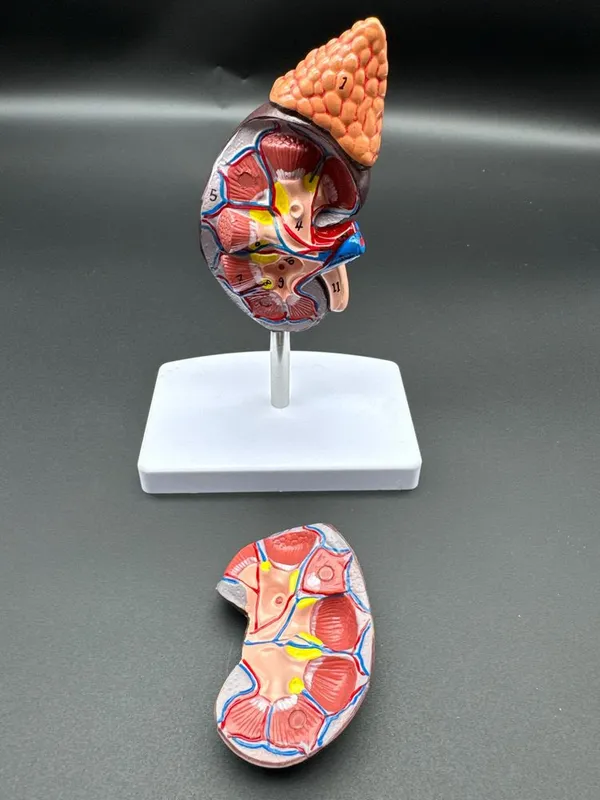 .Anotomik mulyaj maket modeli. Анотомические муляжи модели макеты — фото 3