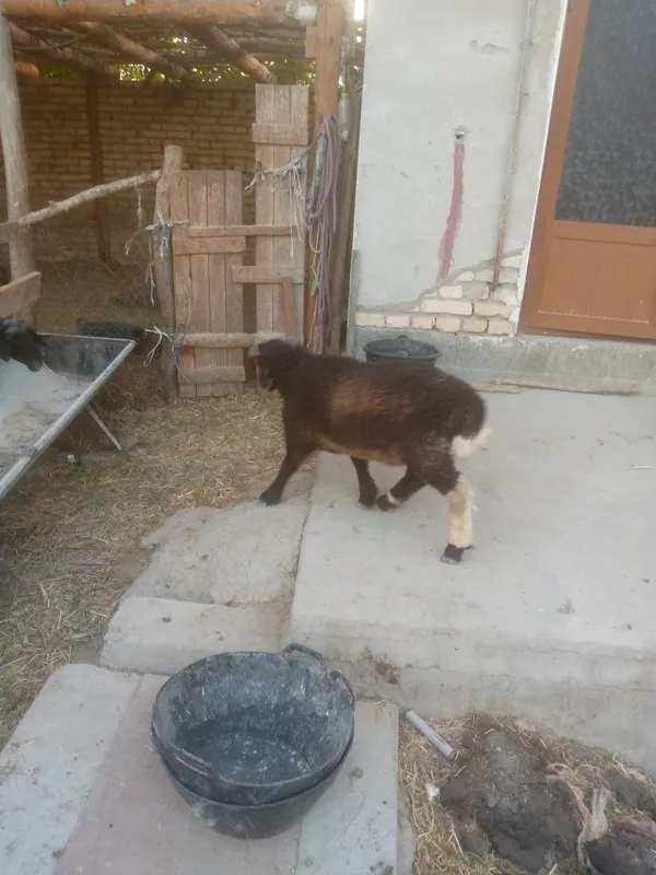 Semiz Shir boz q6chqorbarra 2