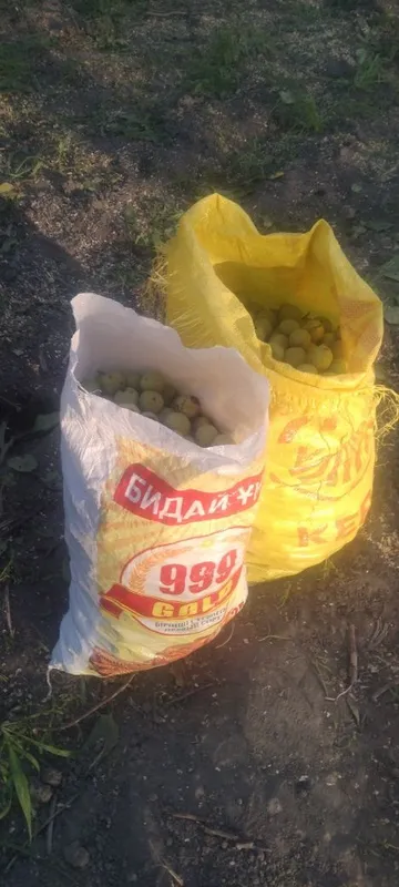 Зелёный орех еще не спелый, ёнғоқ хали қотмаган — фото 2