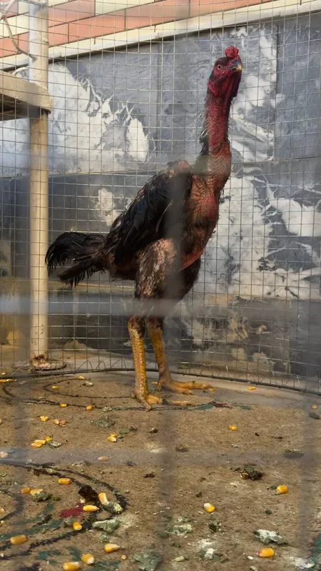 zoti toza  xo'rozlar aloqaga chiqing gaplashamiz 6