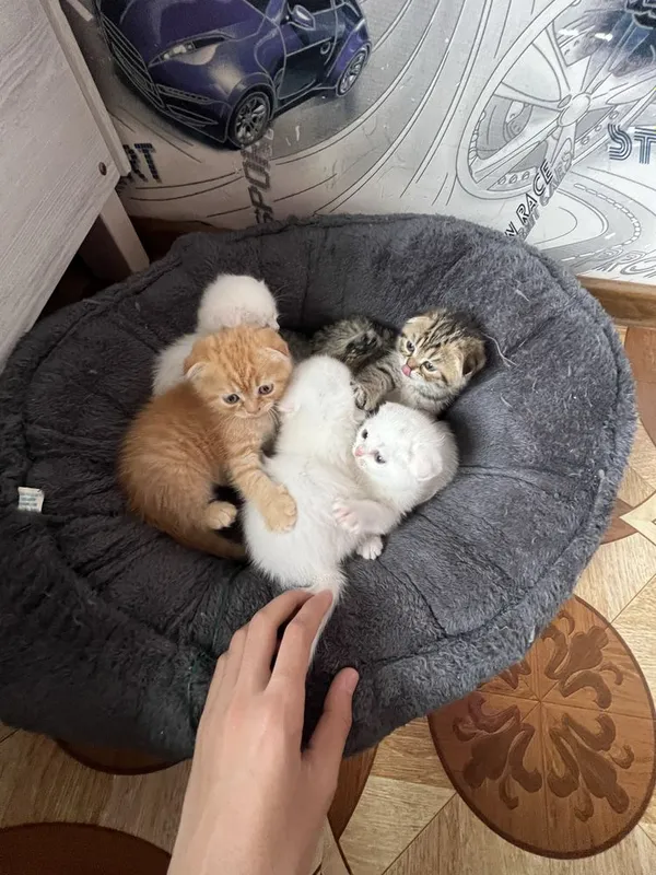 Кошечки веселоухи — фото 1