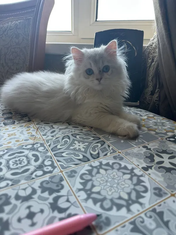 Продаётся чистокровный шотландский котёнок — фото 1