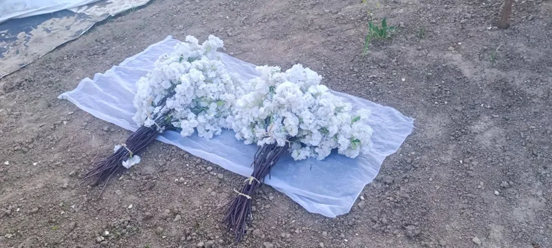 Хитой суний гуллари — фото 3