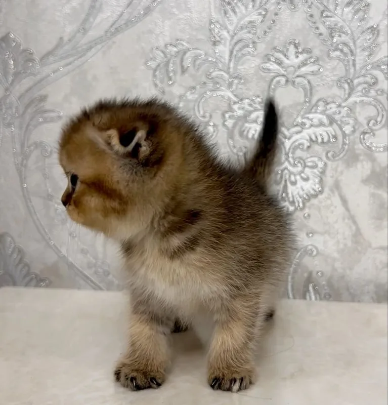 Scottish Fold chinchilla 2 Scottish Fold chinchilla 2