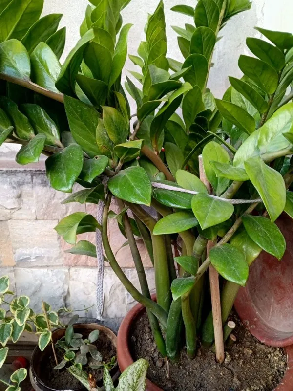 Zamiokulkas (dollar daraxti) sotiladi
